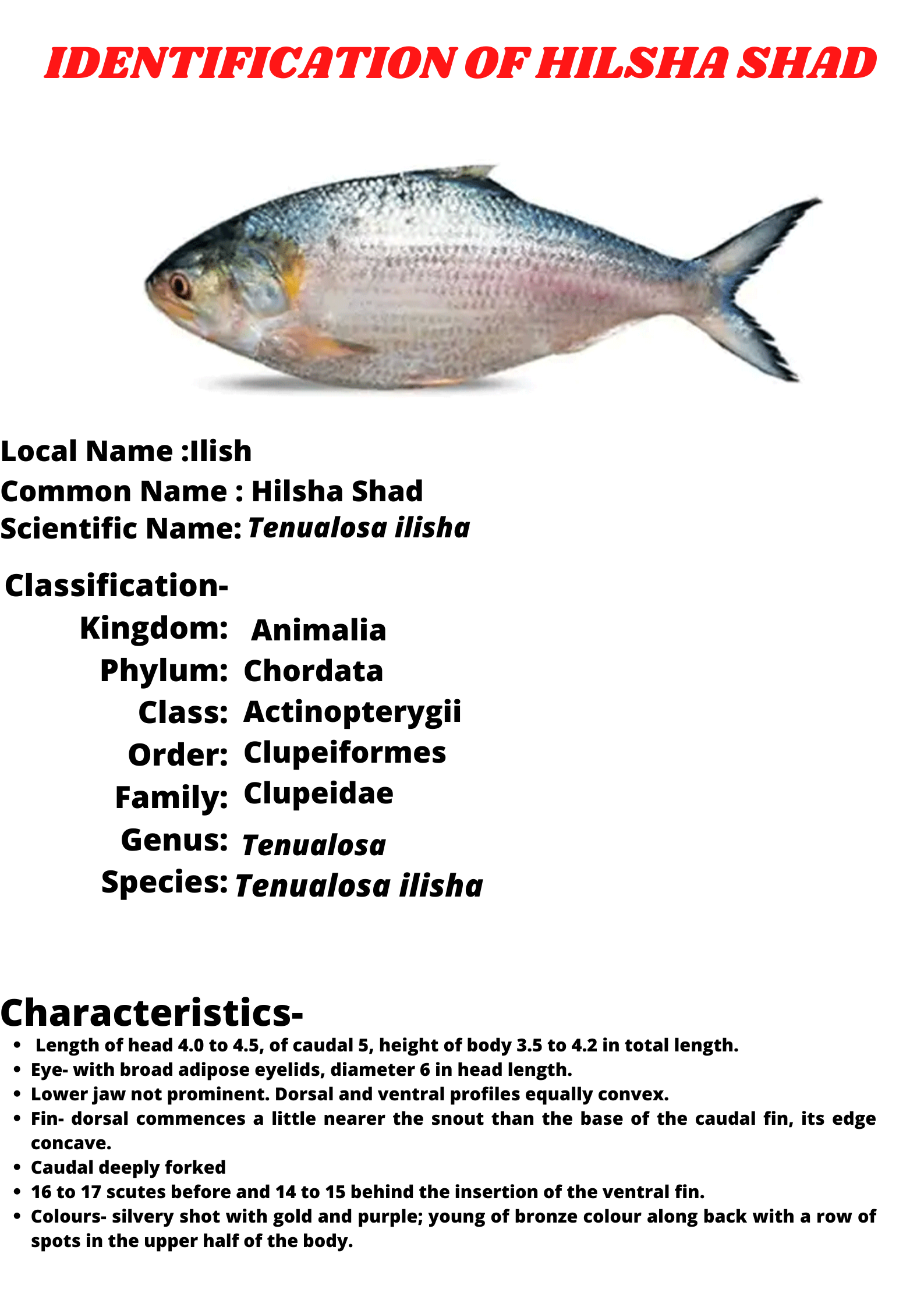 IDENTIFICATION OF HILSHA SHAD